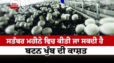 Button mushroom cultivation can be done in the month of September