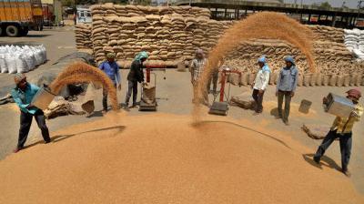 Government procurement of wheat starts from today in Punjab
