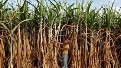 Diwali gift to Haryana farmers: Sugarcane price increased by Rs 14 this year