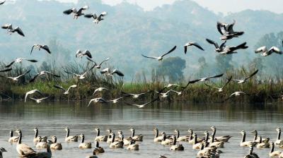Arrival of migratory birds begins at Motemajra's Dhab