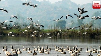 Arrival of migratory birds begins at Motemajra's Dhab