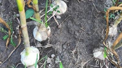 Grow Garlic Farming News