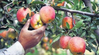 Jubal is a beautiful valley of apples.