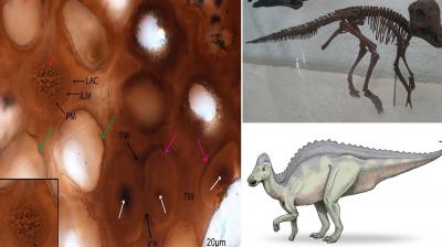  Scientists call dinosaur parts 75 million years old the newest species