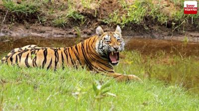 41 tiger deaths recorded in Maharashtra in 2025: Minister Ganesh Nayak