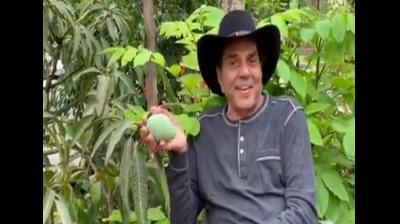 dharmendra video viral mango tree