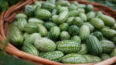 Cucamelon chutney