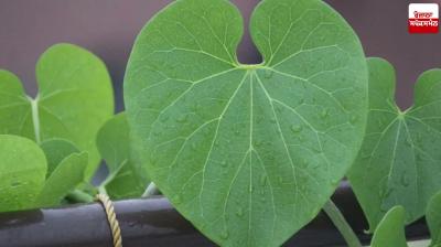 Giloy Benefits Health news in punjabi 