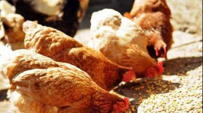 Poultry feed supplement