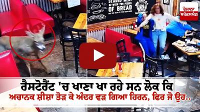 The deer entered the restaurant