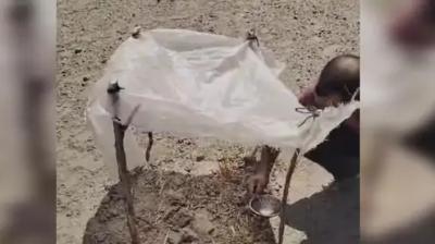  Birds laid eggs shade water fazilka News