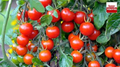 This is a unique type of tomato 