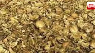 Poppy seeds found in flour sacks in Jagraon, driver flees after abandoning truck