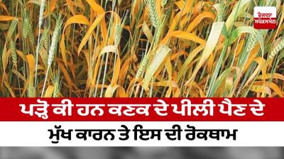  Read what are the main causes of yellowing of wheat and its prevention