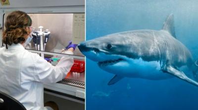  Corona Vaccine Shark