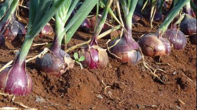 Onion Farming