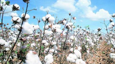 Cotton Crop