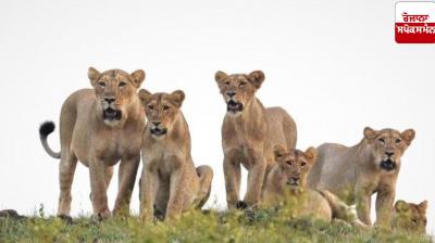 166 lions died in the country in 2025