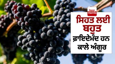 Black grapes are very beneficial for Health News