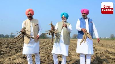 Congress MLA Rana Gurjit Singh advocates cassava cultivation