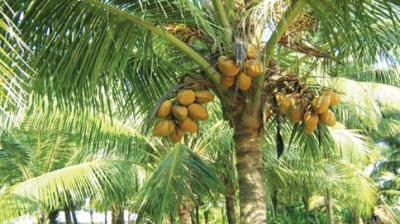 Coconut Farming