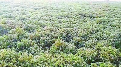 Damage to the fog crop