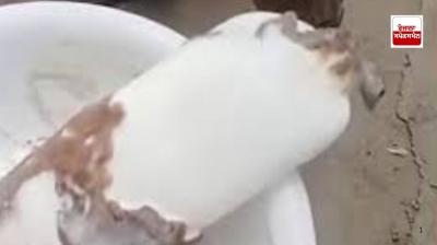 A lizard came out of an ice cream vendor in Ludhiana, seven-year-old child admitted to the hospital