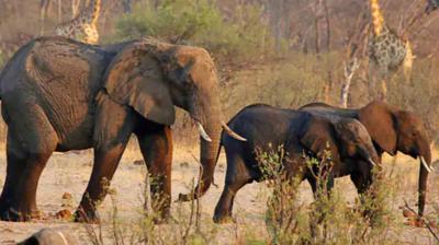 Meat will be distributed by killing 200 elephants in Zimbabwe, 6.8 million people are facing food crisis due to the biggest hunger in 40 years