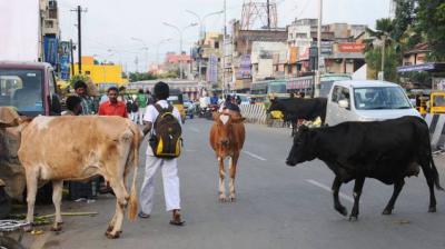 Cattle In City