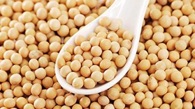 Soybean