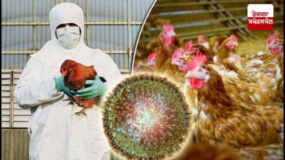 Bird Flu Alert: Bird Flu Alert issued in Lucknow
