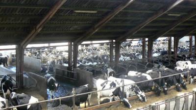 Causes and treatment of infertility in animals