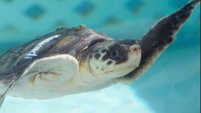 Image: For representation purpose only. 