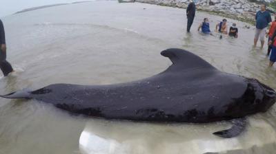 Dead Whale