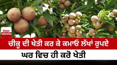 Chiku Cultivation Farming News in punjabi