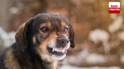 An 11-year-old child was mauled by stray dogs in Mohali