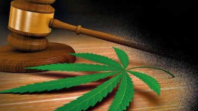  Cannabis plant without flowering or fruiting tops can’t be considered ‘ganja’: Bombay HC