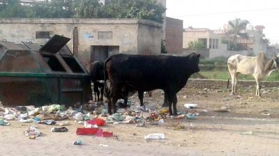 Strangers of stray cattle
