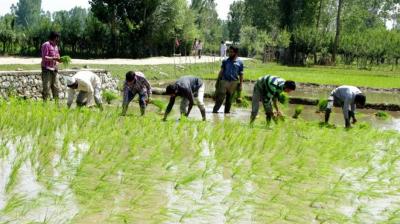 Haryana farmers free Electricity power