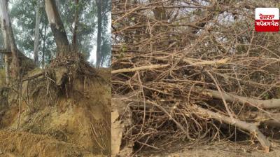 Irrigation Department damages Ludhiana forests, PAC files complaint at Green Tribunal