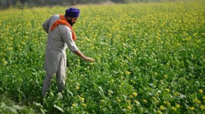 What reforms are needed in Punjab's agriculture Farming News