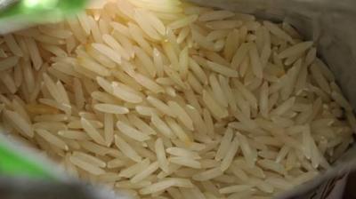 Basmati 1509