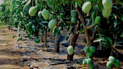 How to do mango farming News in punjabi 
