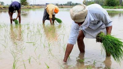 ਝੋਨਾ ਲਗਾਉਂਂਦੇ ਹੋਏ ਕਿਸਾਨ ਫਾਈਲ ਫੋਟੋ