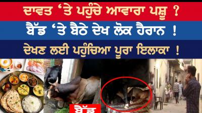 Stray animals should be taken care of