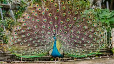 Gandhinagar cms report study birds