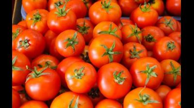  Delhi Tomato Price