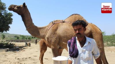 There are many benefits of drinking camel milk Health News