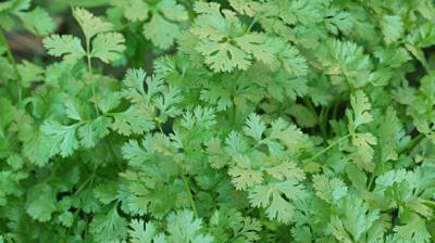 Coriander seeds for diabetes how to use coriander seeds to manage blood sugar levels