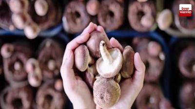 Mushroom cultivation can also be done as a sideline business